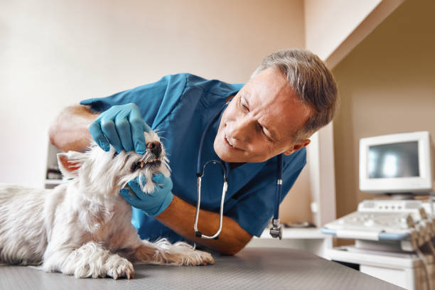  Wauregan, CT Emergency Dentist Pros